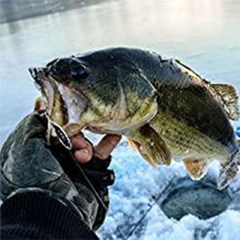 ABLB-Trasduttore per Ecoscanda - Fishing Boat Depth Finder recensione e prezzo